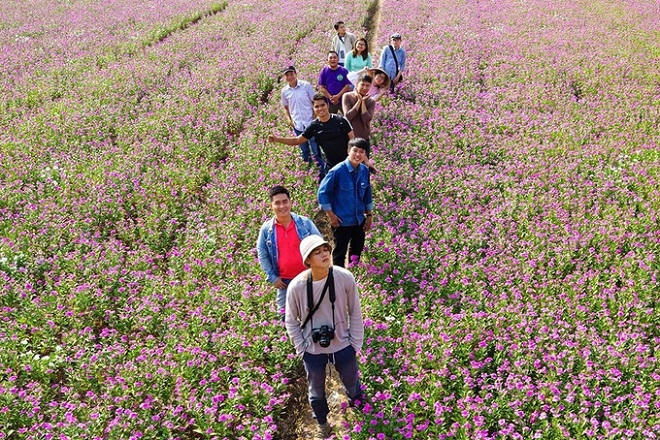 Đứng ngồi không yên với cánh đồng hoa dừa cạn tím biếc ở An Giang