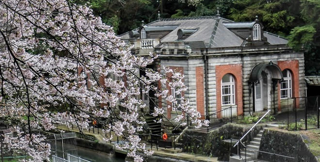 Bộ ảnh hoa anh đào của chàng trai Việt sống tại Nhật