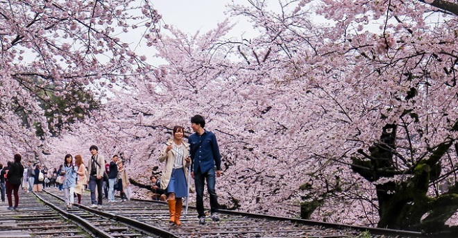 Bộ ảnh hoa anh đào của chàng trai Việt sống tại Nhật