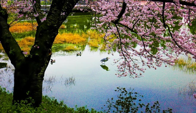 Bộ ảnh hoa anh đào của chàng trai Việt sống tại Nhật