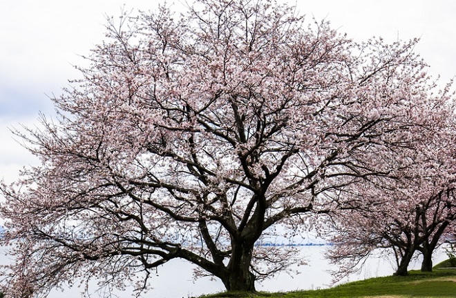 Bộ ảnh hoa anh đào của chàng trai Việt sống tại Nhật