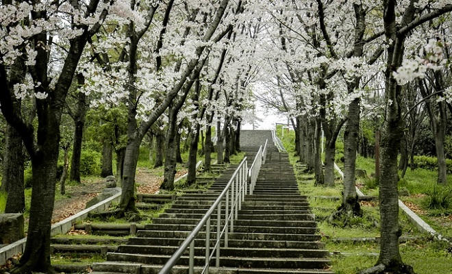 Bộ ảnh hoa anh đào của chàng trai Việt sống tại Nhật