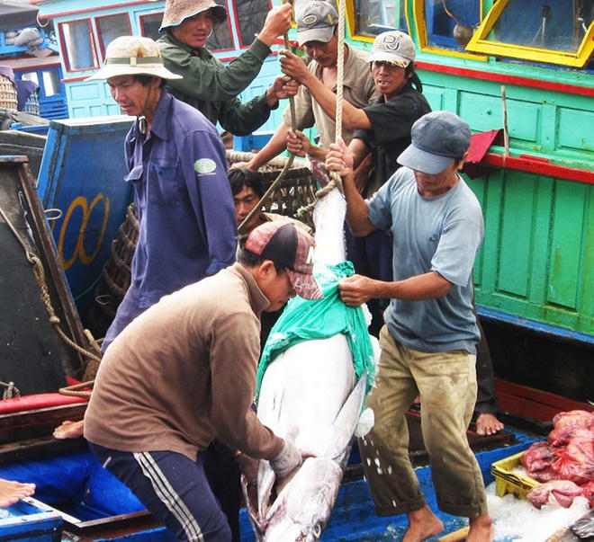 'Ông tổ' câu cá ngừ đại dương trổ tài 'tác chiến' từ bờ