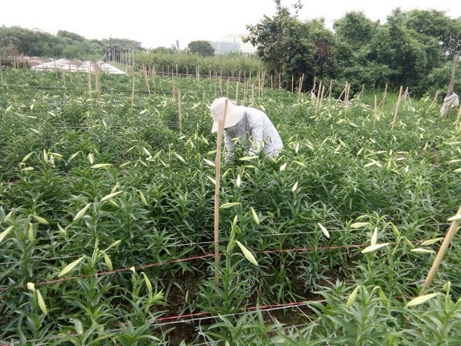 Loa kèn nở rộ chính vụ, giá 'tỷ lệ nghịch' nguồn cung