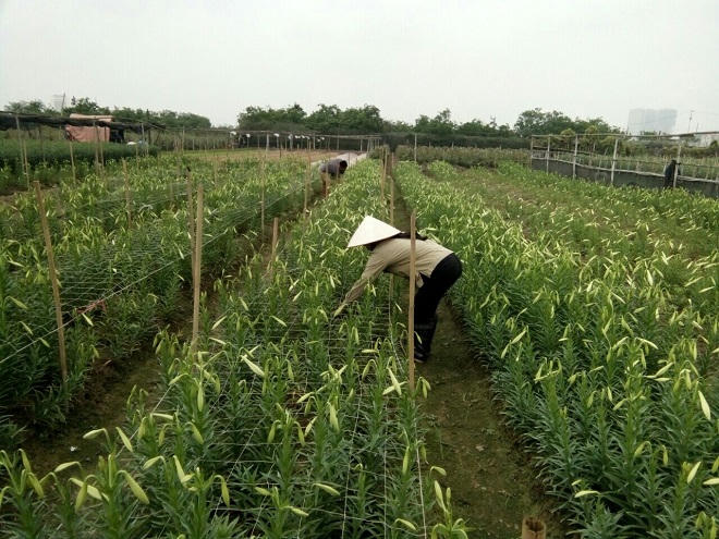 Loa kèn nở rộ chính vụ, giá 'tỷ lệ nghịch' nguồn cung