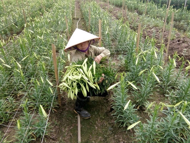 Loa kèn nở rộ chính vụ, giá 'tỷ lệ nghịch' nguồn cung