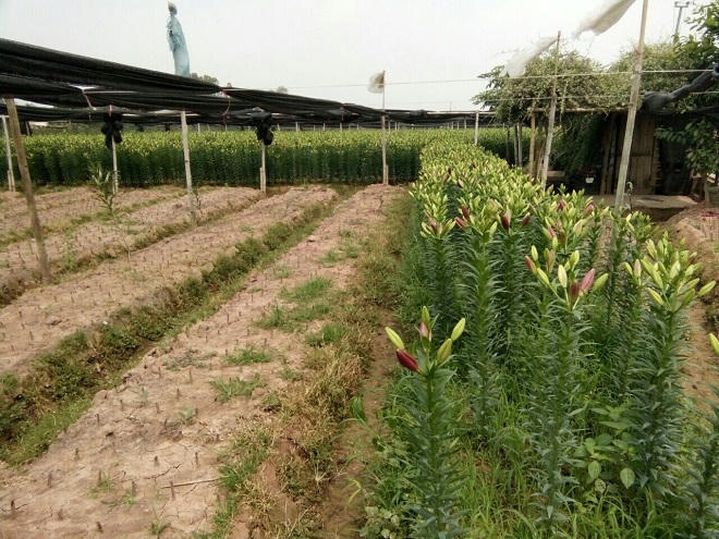 Loa kèn nở rộ chính vụ, giá 'tỷ lệ nghịch' nguồn cung