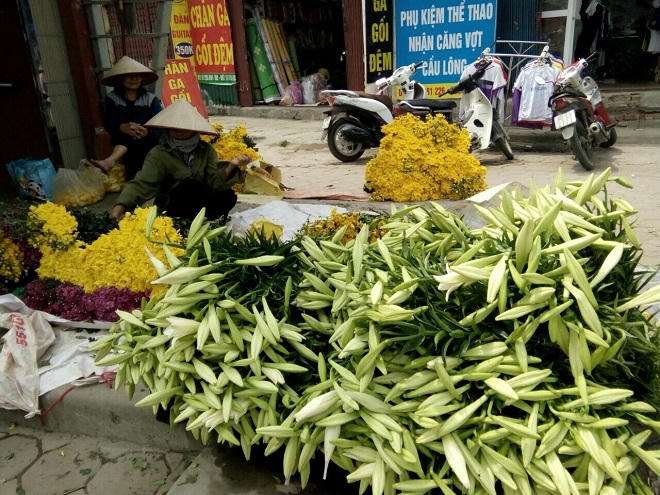 Loa kèn nở rộ chính vụ, giá 'tỷ lệ nghịch' nguồn cung