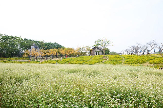 Vườn hoa tam giác mạch nở trái mùa ở ngoại ô Hà Nội