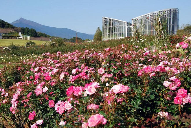 Đến Nhật Bản khám phá Ibaraki với những địa điểm đi hoài không chán