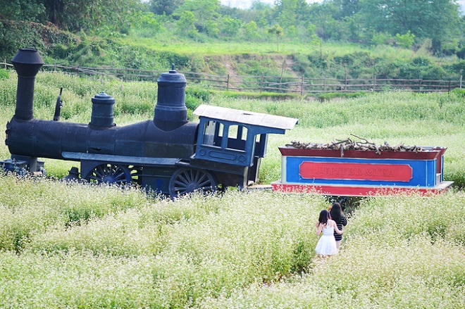 Vườn hoa tam giác mạch nở trái mùa ở ngoại ô Hà Nội