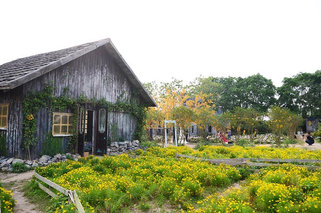 Vườn hoa tam giác mạch nở trái mùa ở ngoại ô Hà Nội