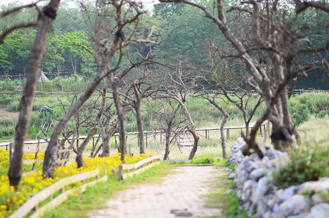 Vườn hoa tam giác mạch nở trái mùa ở ngoại ô Hà Nội