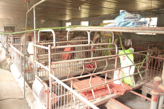 Hướng đi mới cho người dân vùng cao sau 1 năm "khủng hoảng" giá lợn