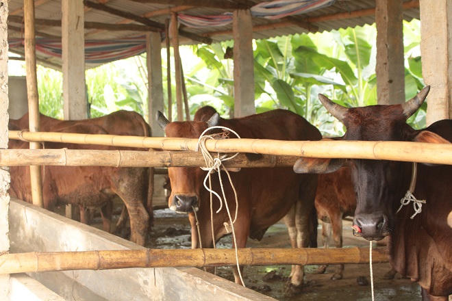 Hướng đi mới cho người dân vùng cao sau 1 năm "khủng hoảng" giá lợn