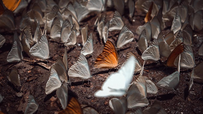 'Lạc lối' giữa rừng bướm ở vườn quốc gia Cúc Phương