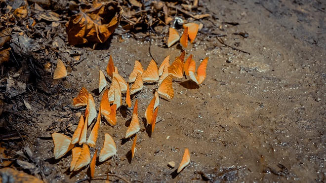 'Lạc lối' giữa rừng bướm ở vườn quốc gia Cúc Phương