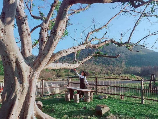 Giới trẻ đứng ngồi không yên với trang trại "sống ảo" nhất Phú Yên