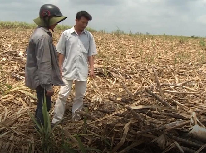 Giá rớt thê thảm, nông dân nuốt nước mắt đốt bỏ ruộng mía