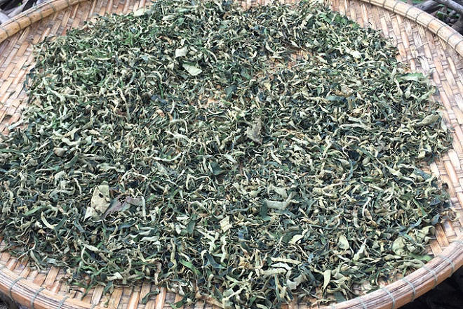 Cánh đồng sen 5 ha nở rộ giữa nắng hạn Ninh Thuận