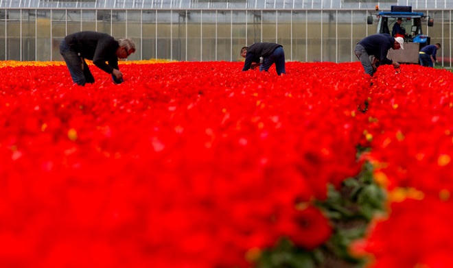 Vườn hoa tulip đẹp như tranh vẽ ở Hà Lan