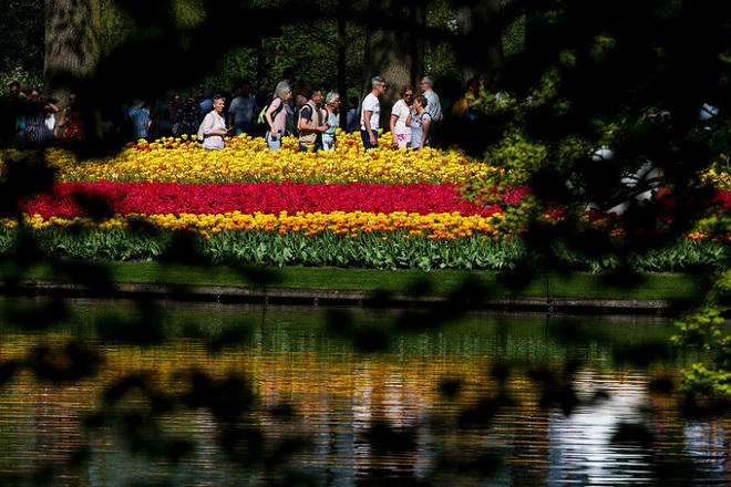 Vườn hoa tulip đẹp như tranh vẽ ở Hà Lan