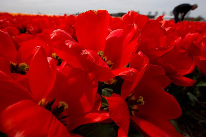 Vườn hoa tulip đẹp như tranh vẽ ở Hà Lan