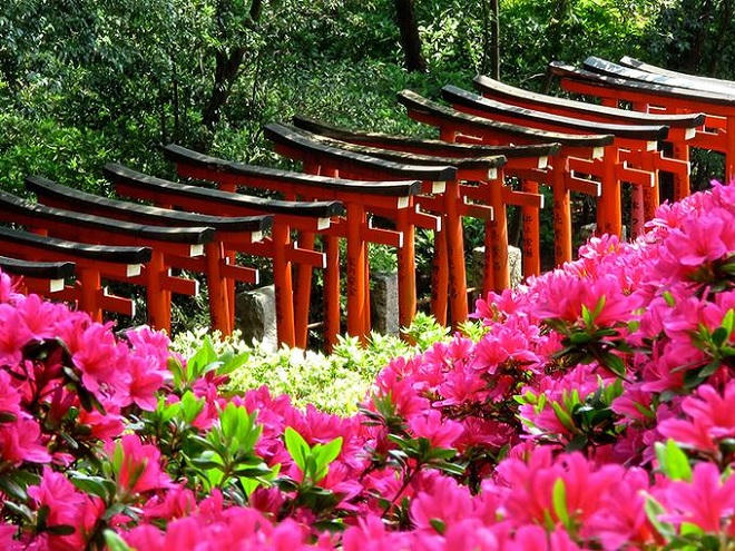 Say lòng mùa hoa đỗ quyên rực rỡ khắp Nhật Bản