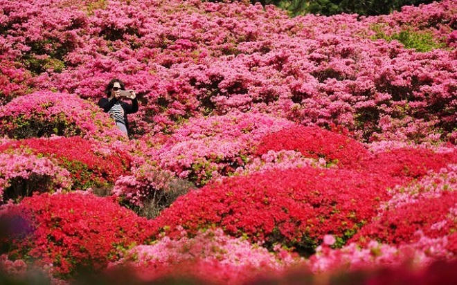 Say lòng mùa hoa đỗ quyên rực rỡ khắp Nhật Bản
