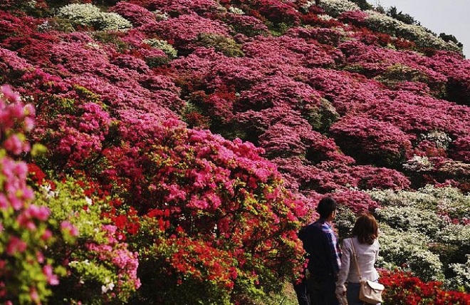 Say lòng mùa hoa đỗ quyên rực rỡ khắp Nhật Bản