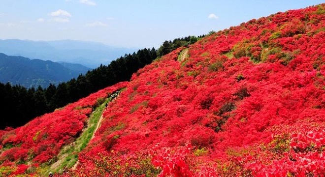 Say lòng mùa hoa đỗ quyên rực rỡ khắp Nhật Bản