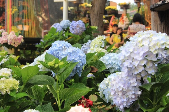 Vườn hoa cẩm tú cầu hút khách ở Huế