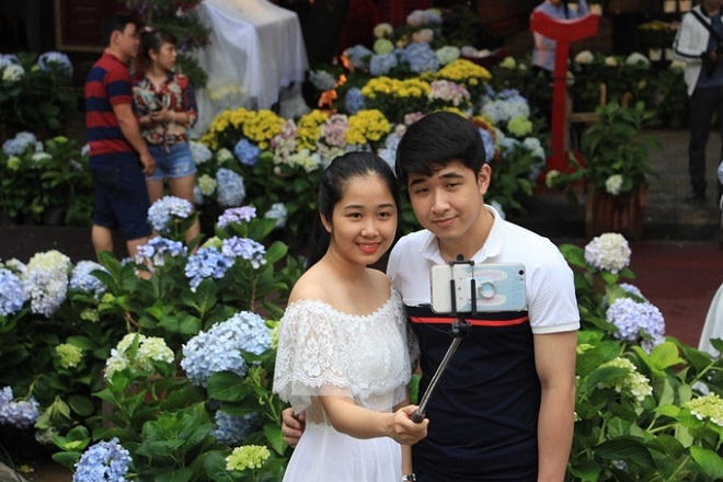 Vườn hoa cẩm tú cầu hút khách ở Huế