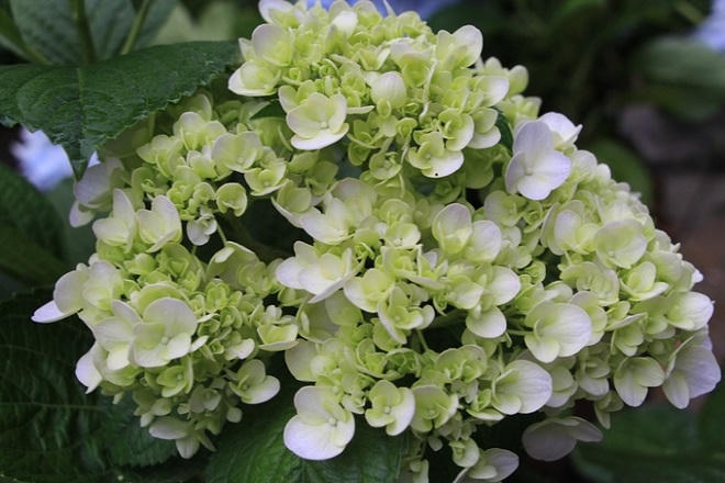 Vườn hoa cẩm tú cầu hút khách ở Huế