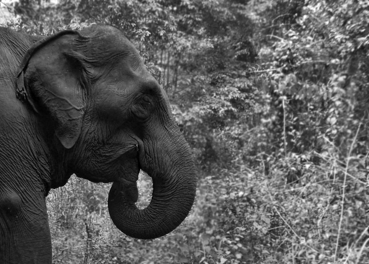 'Bí quyết' thuần hóa voi của người miền Trung 400 năm trước