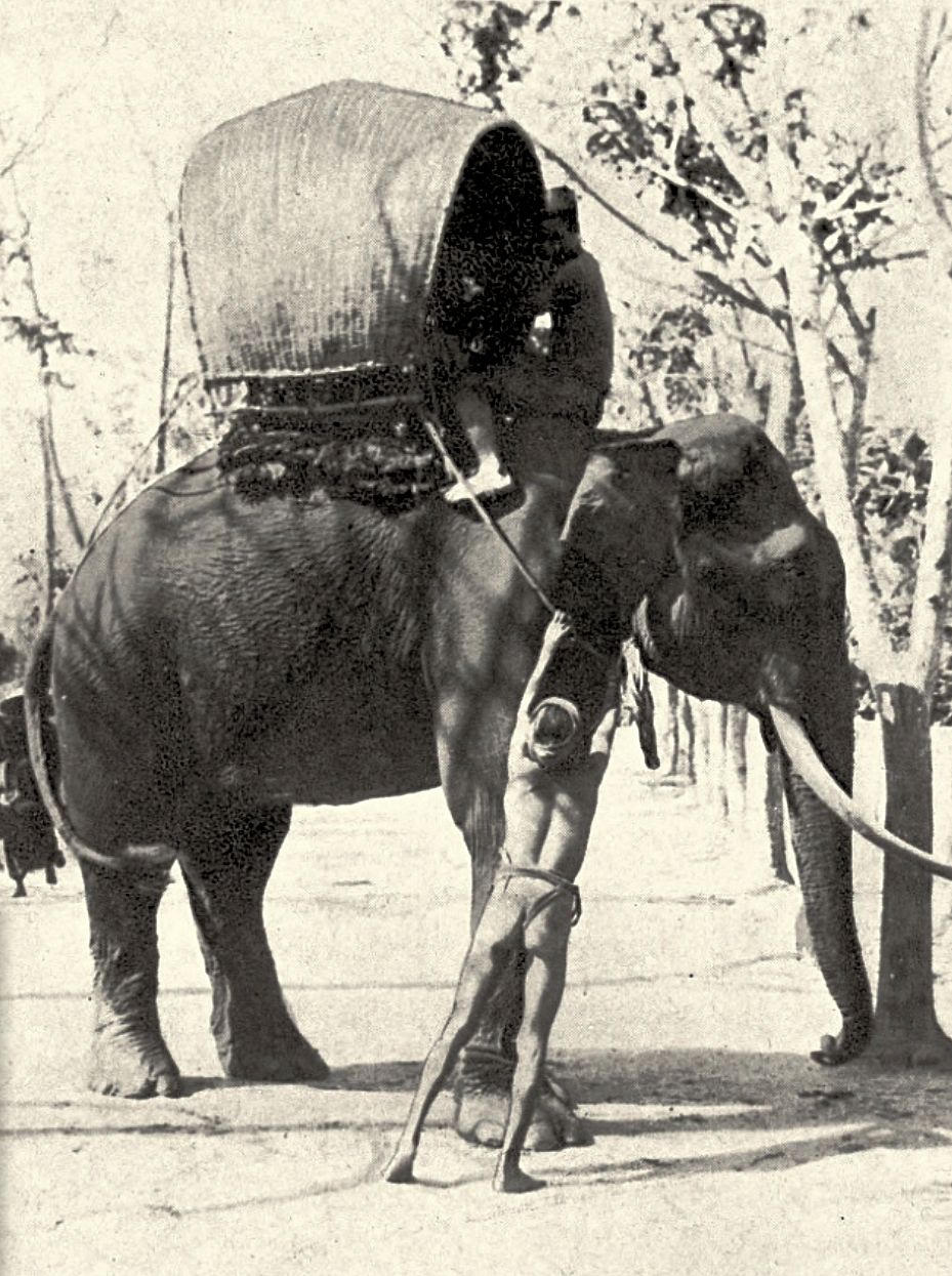 'Bí quyết' thuần hóa voi của người miền Trung 400 năm trước