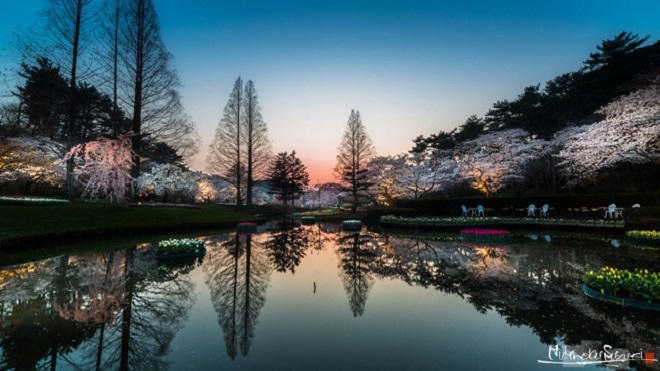 Loạt ảnh hoa anh đào đẹp như tiên cảnh khiến du khách muốn đến Nhật Bản ngay lập tức