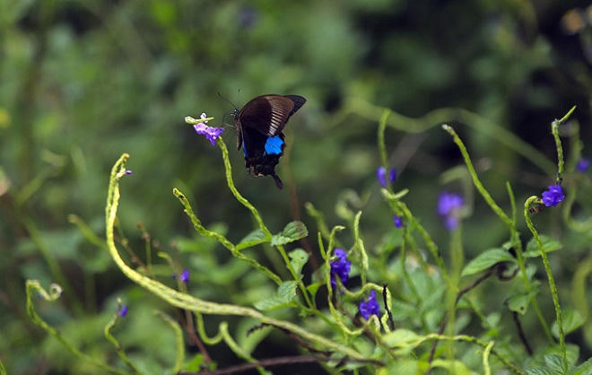 Bán đảo Sơn Trà mùa 'thay áo'