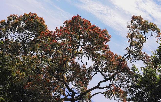 Bán đảo Sơn Trà mùa 'thay áo'