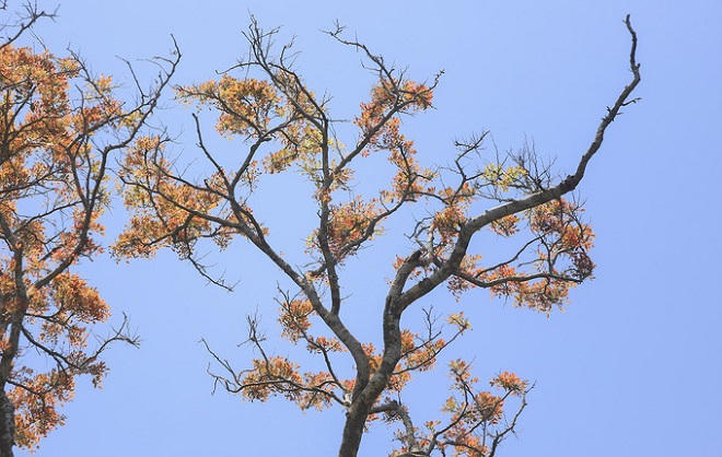 Bán đảo Sơn Trà mùa 'thay áo'