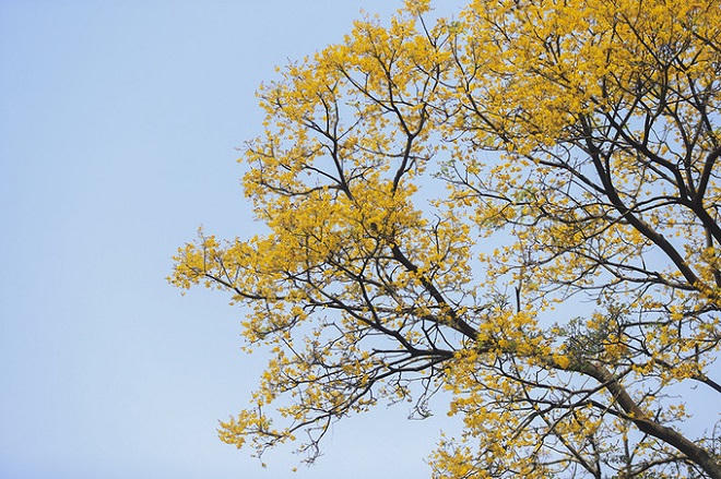 Bán đảo Sơn Trà mùa 'thay áo'