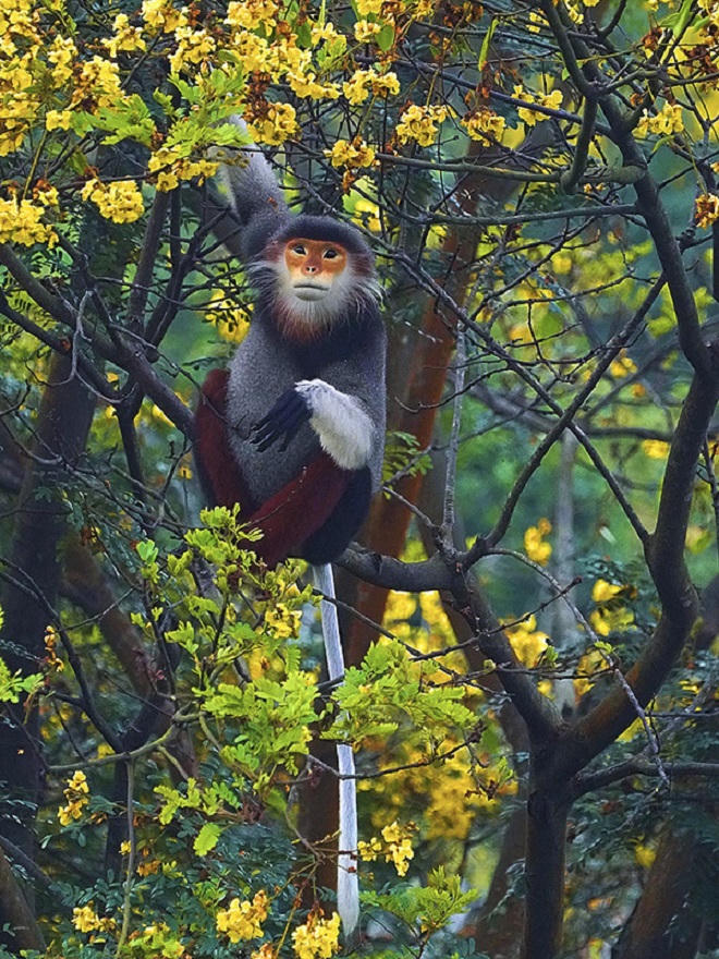 Bán đảo Sơn Trà mùa 'thay áo'