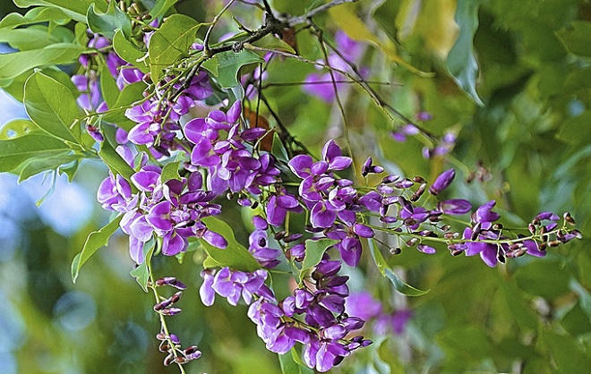 Bán đảo Sơn Trà mùa 'thay áo'