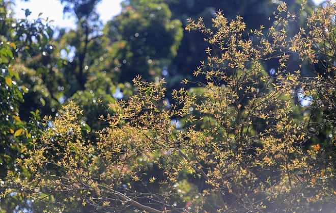 Bán đảo Sơn Trà mùa 'thay áo'