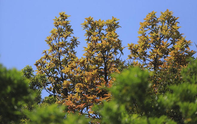 Bán đảo Sơn Trà mùa 'thay áo'