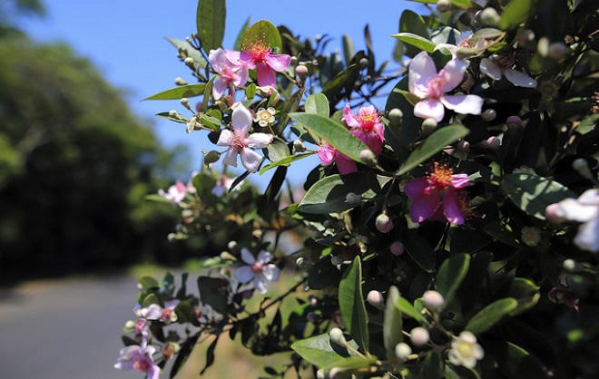 Bán đảo Sơn Trà mùa 'thay áo'