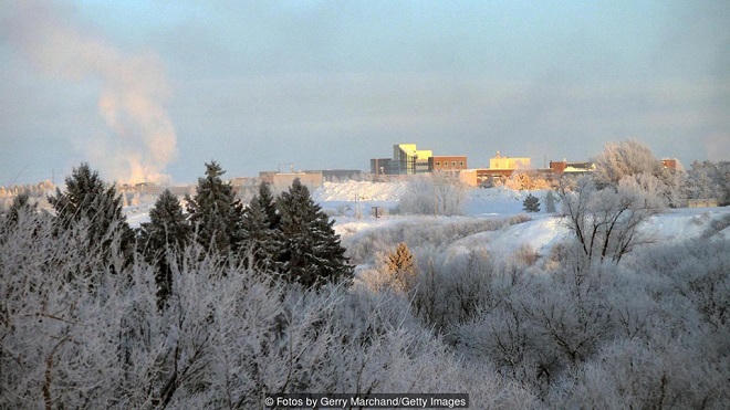Loài cây bí ẩn sinh trưởng trong thời tiết -40 độ C ở Canada
