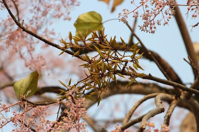 Hoa ngô đồng nở rộ trong Hoàng cung Huế