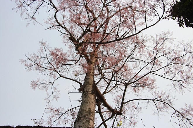 Hoa ngô đồng nở rộ trong Hoàng cung Huế