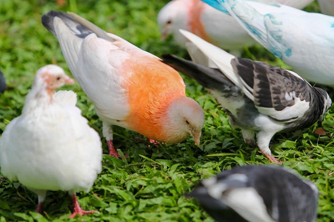 Hơn 700 con bồ câu bay lượn trước nhà thờ Đức Bà